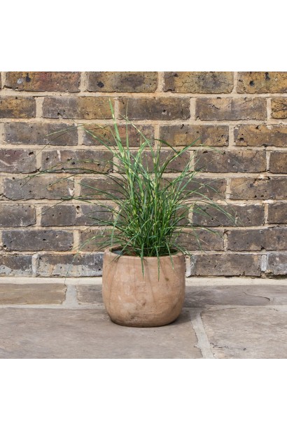 Посадка міскантуса в контейнері біля тераси